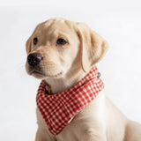 Red Dog Bandana Collar