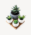 4 pot in bundle