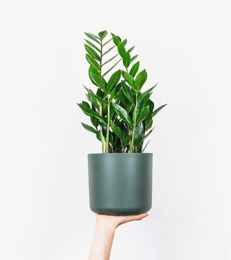 Black ceramic pot