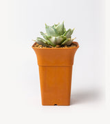 Red Pot
