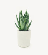 Haworthia fascinate