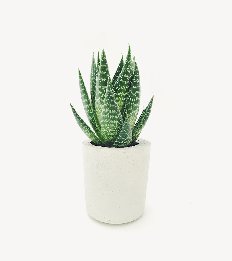 Haworthia fascinate