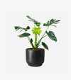 Monstera Deliciosa Plant