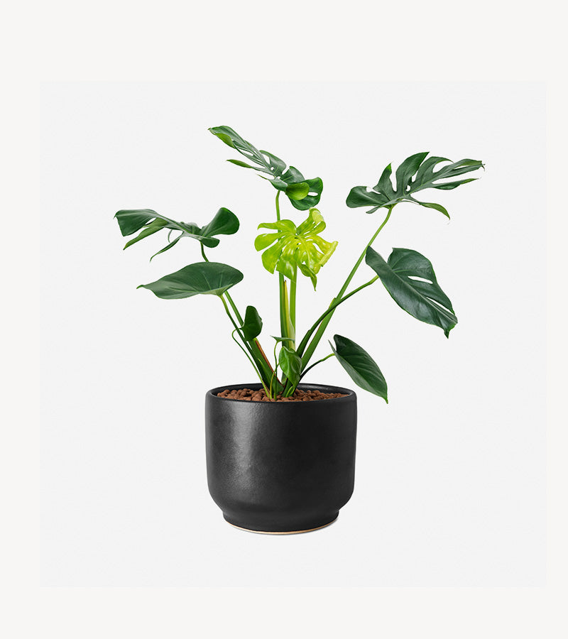 Monstera Deliciosa Plant