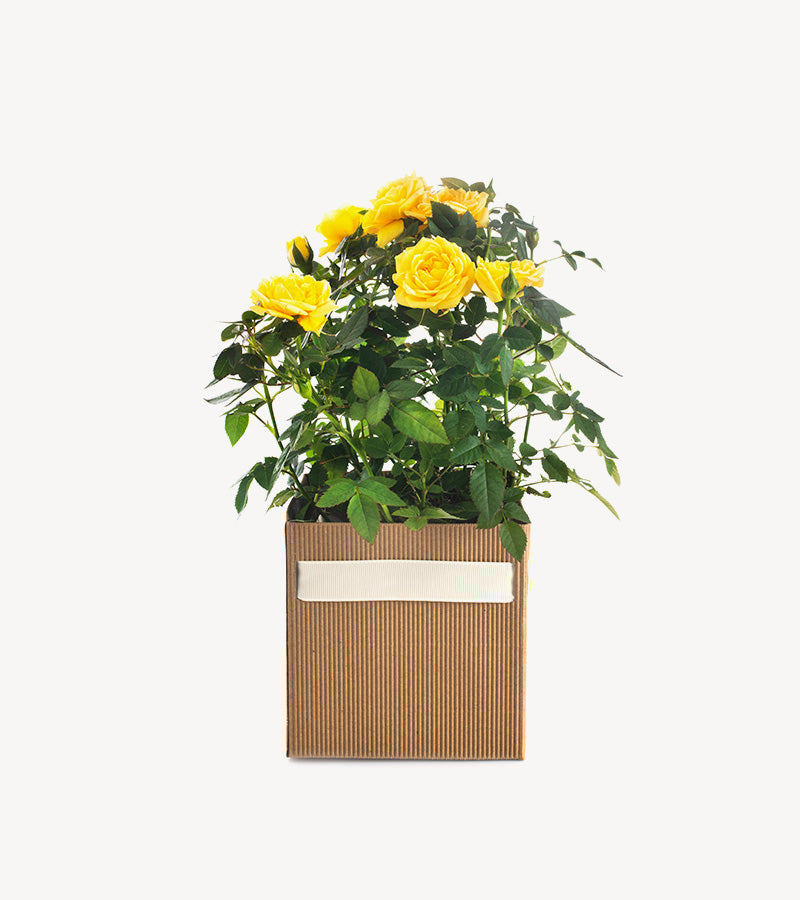 Rose bush isolated