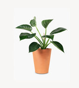 Peace lily plant