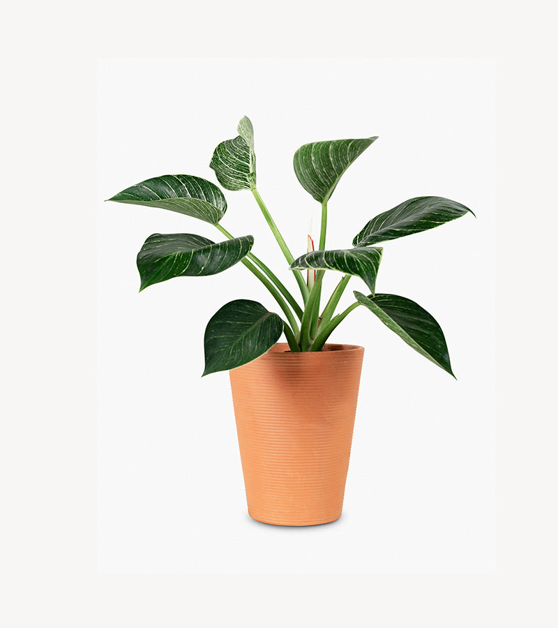 Peace lily plant