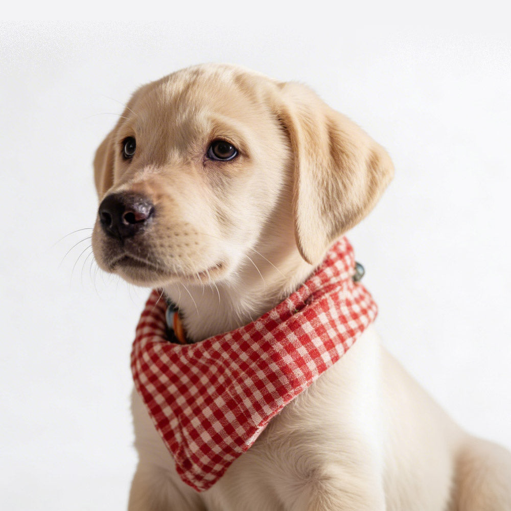Red Dog Bandana Collar