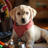 No pull dog harness and toys