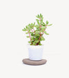 Fresh succulent plants