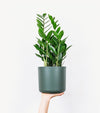 Black ceramic pot