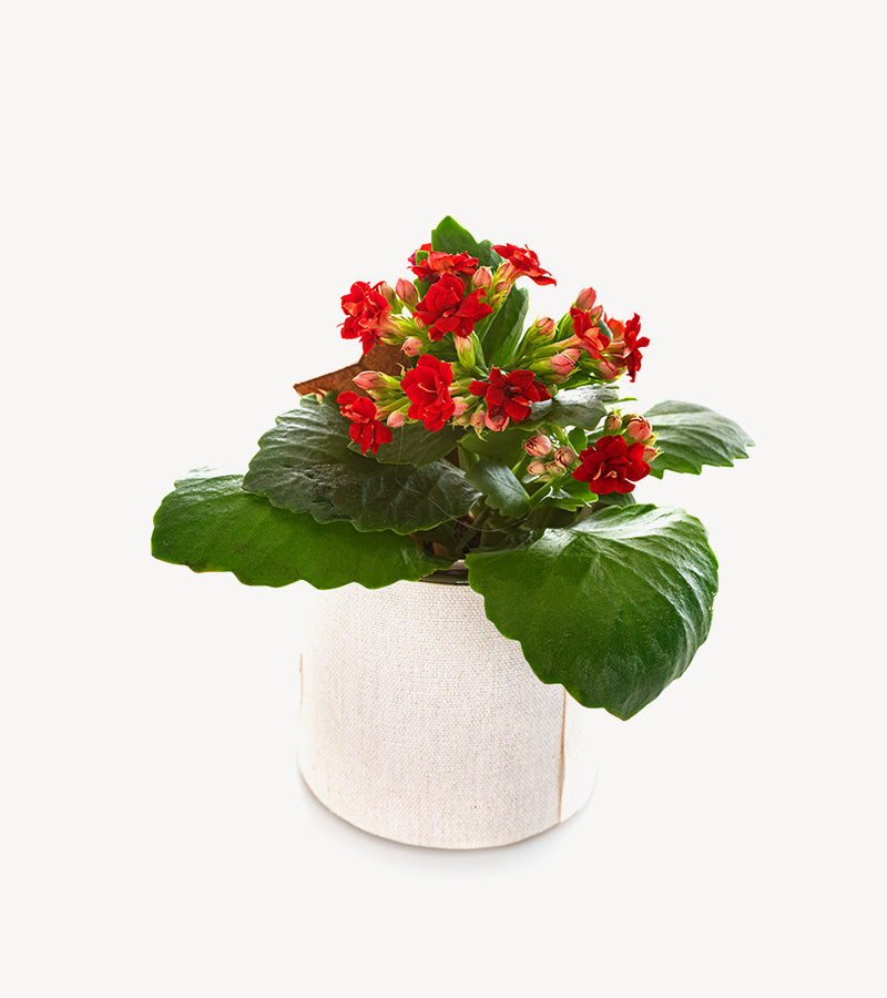 Kalanchoe-Red