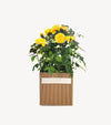 Rose bush isolated