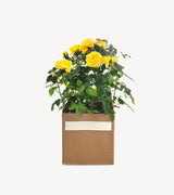 Rose bush isolated