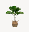 Potted Ruffled Fan Palm