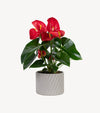 The Red Anthurium